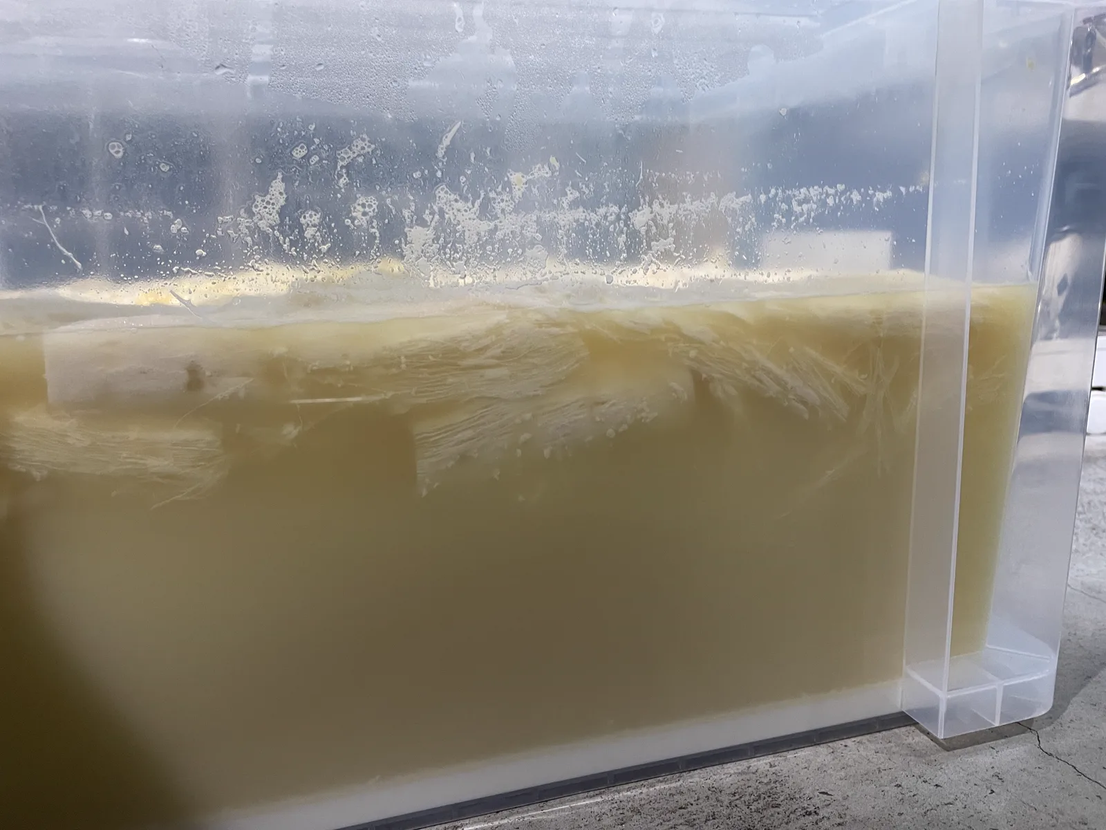 水に漬けて3.5日目、発酵が進んだキャッサバ