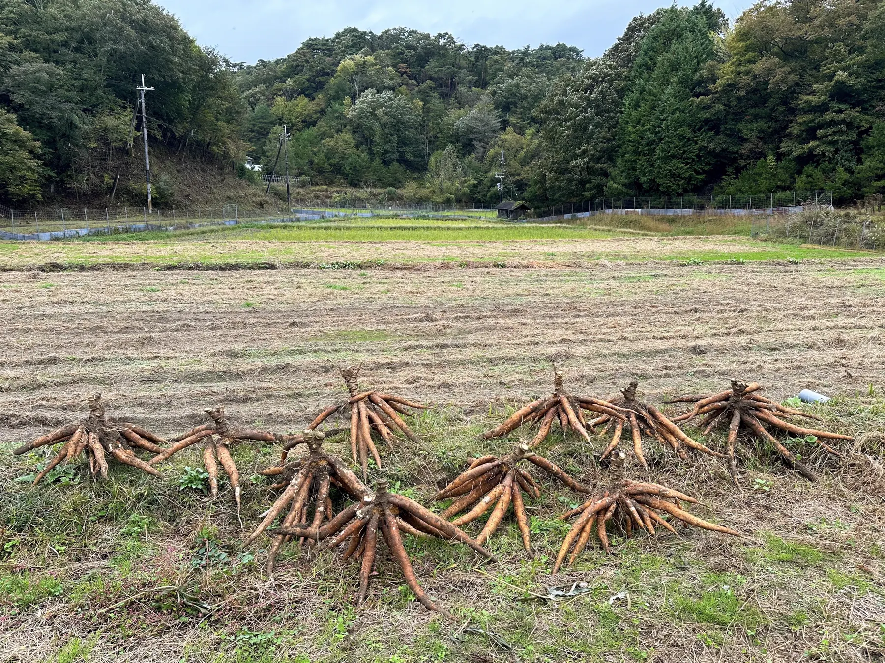 京都の畑で収穫し、土の上に並べたキャッサバの根